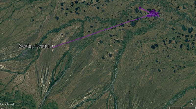 Figure 1d. Movement of KS around nesting location - Week 5: 27 Jun to 3 Jul