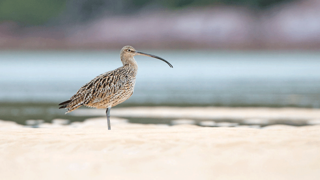 A Far Eastern Curlew standing on the beach