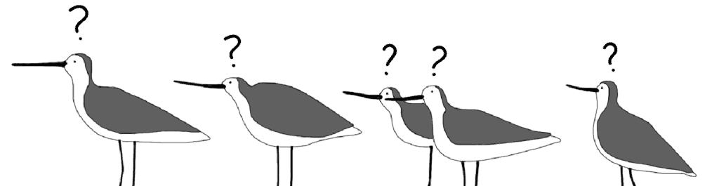 Black and white cartoon of greenshanks with question marks above their heads