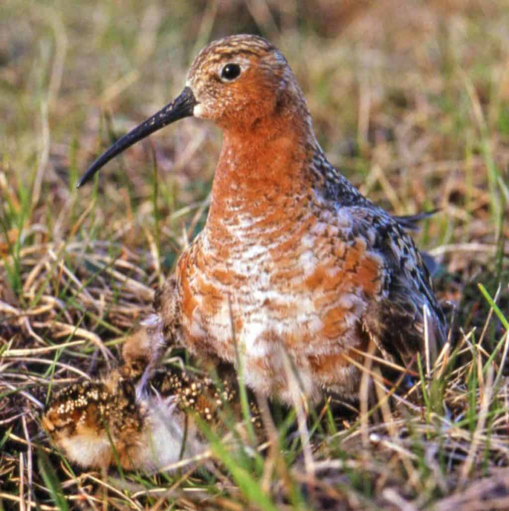 A Curlew Sandpiper sitting on a nest with two chicks