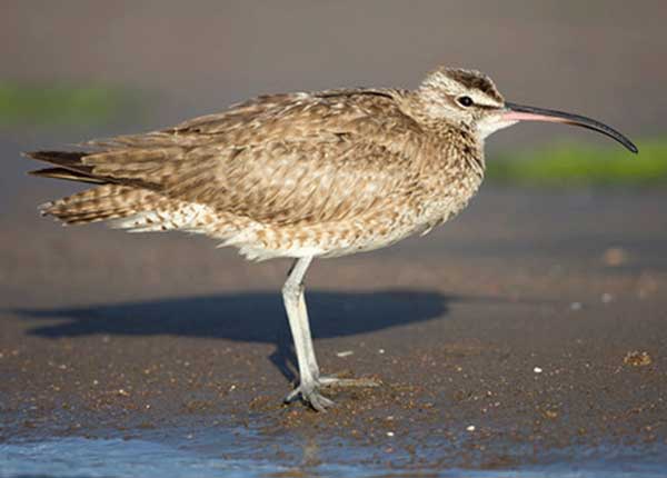 Whimbrel standing on the beach