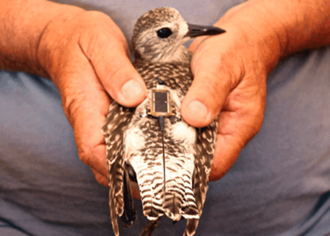 A researcher holding a Grey Plover fitted with a satellite transmitter