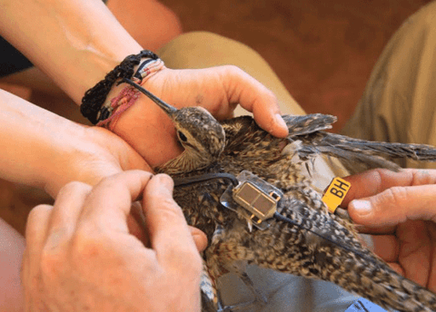 Researchers holding a Little Curlew that has just been fitted with a satellite tag