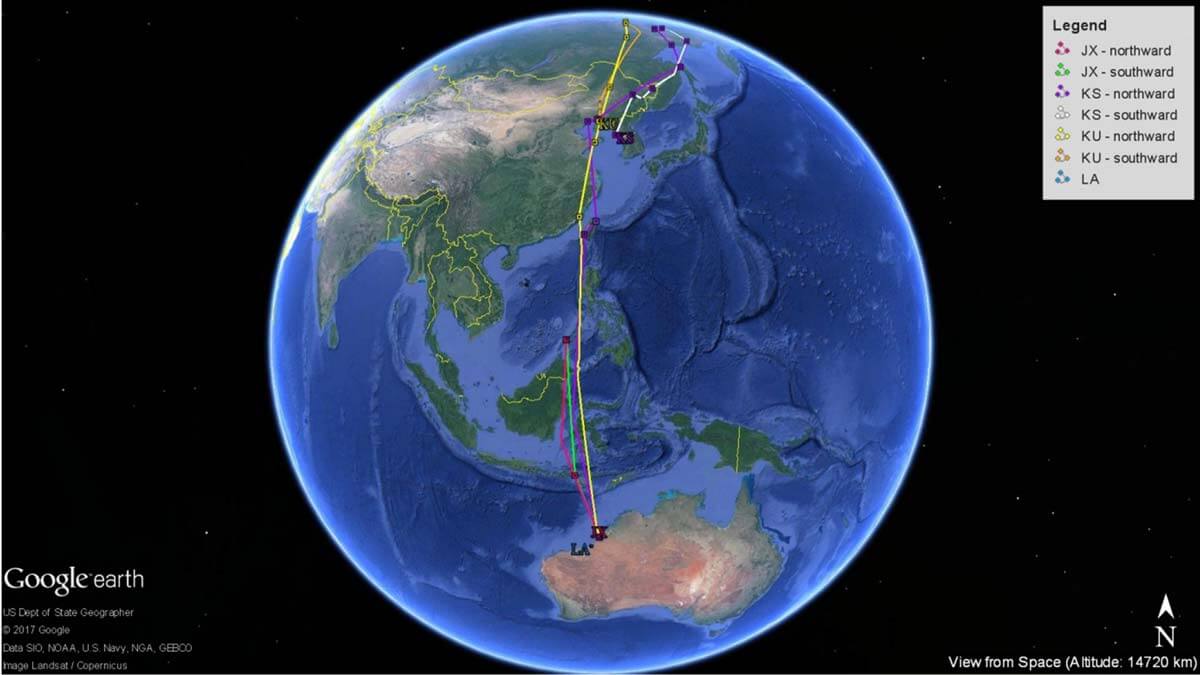 170819 Migration track of satellite-tagged whimbrels