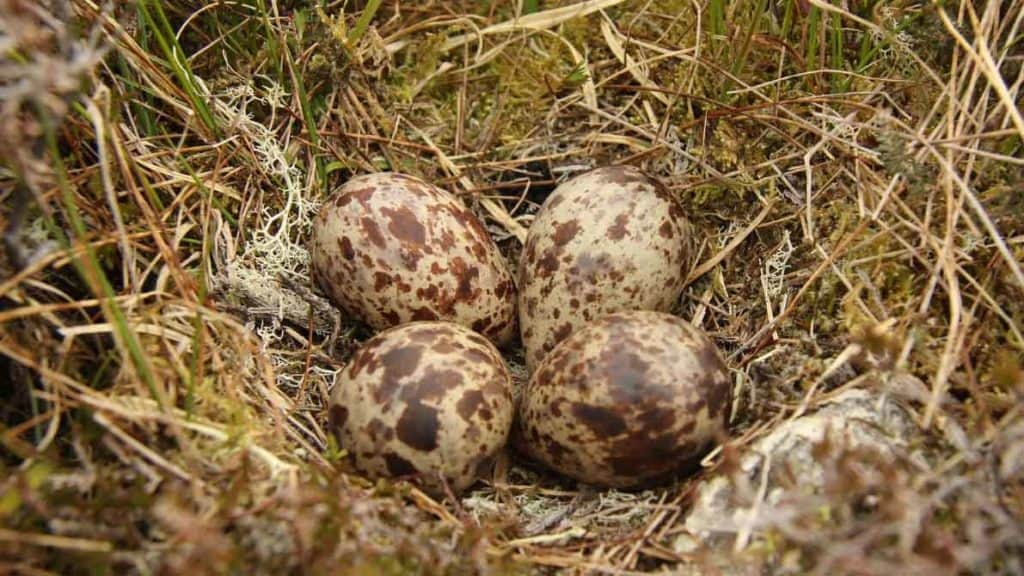 Four eggs of a Common Greenshank in a nest on the ground