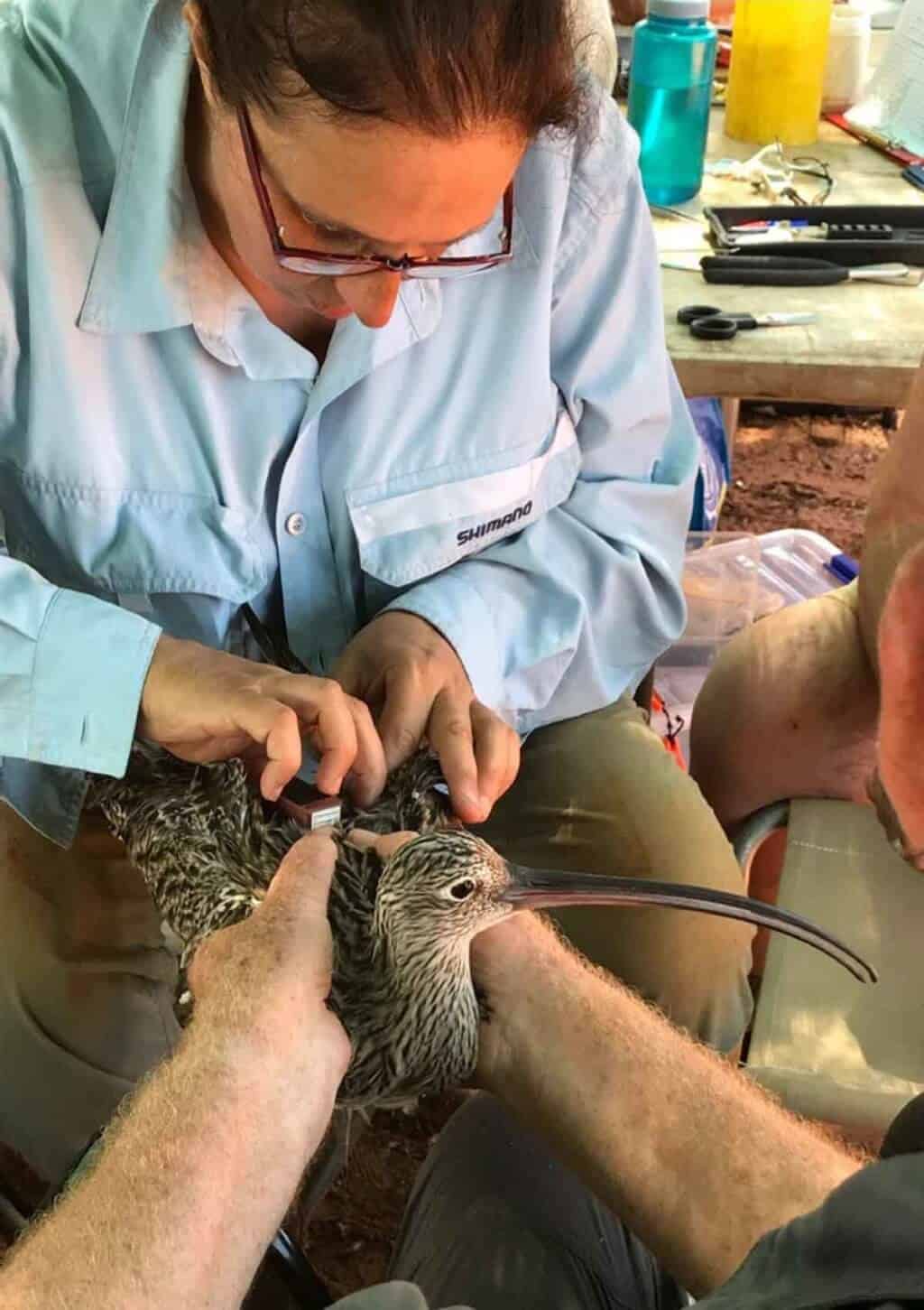 Far Eastern Curlew being fitted with satellite tag