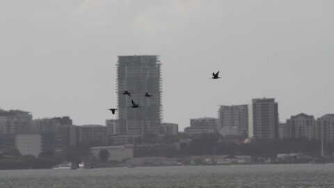 Far Eastern Curlews flying over Darwin