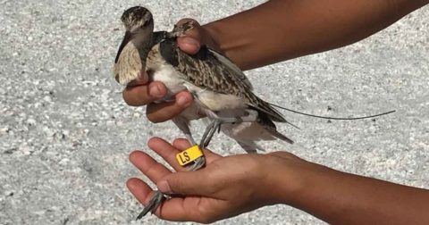 A person's hands holding a Little Curlew with a satellie transmitter and yellow leg flag
