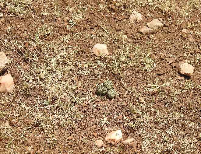 An Oriental Pratincole nest on dry rocky ground with three eggs