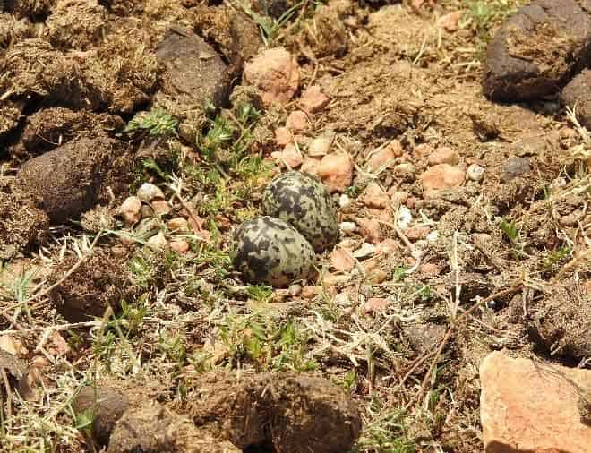 An Oriental Pratincole nest on dry rocky ground with two eggs