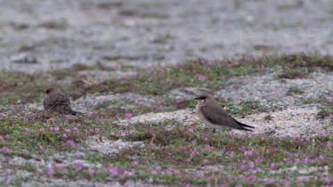 Two Oriental Pratincoles sitting amongst herbs with small purple flowers