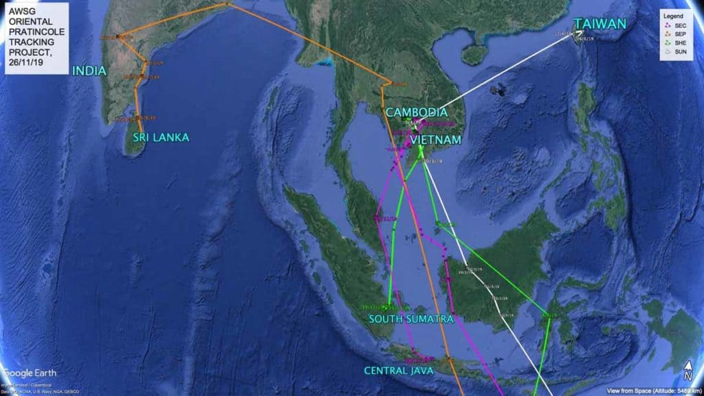 Map showing migration paths of four satellite-tagged Oriental Pratincoles from Australia to Asia, 26th November 2019