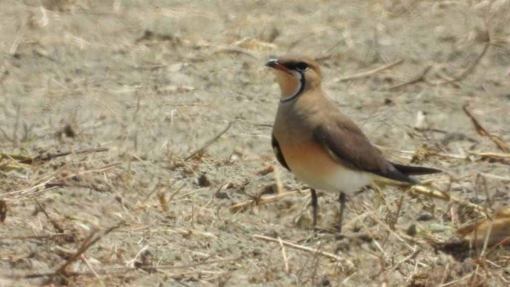 An Oriental Pratincole standing in a harvested sugarcane field in Taiwan