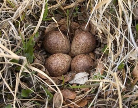 Red-necked Stint nest with four eggs in the grass.
