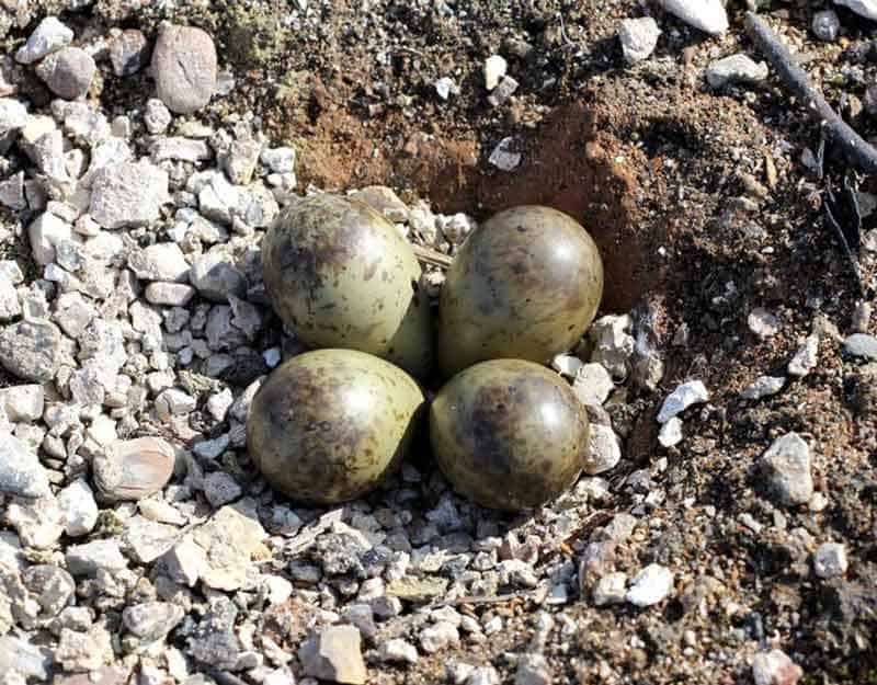Ruddy Turnstone nest on the ground with four eggs