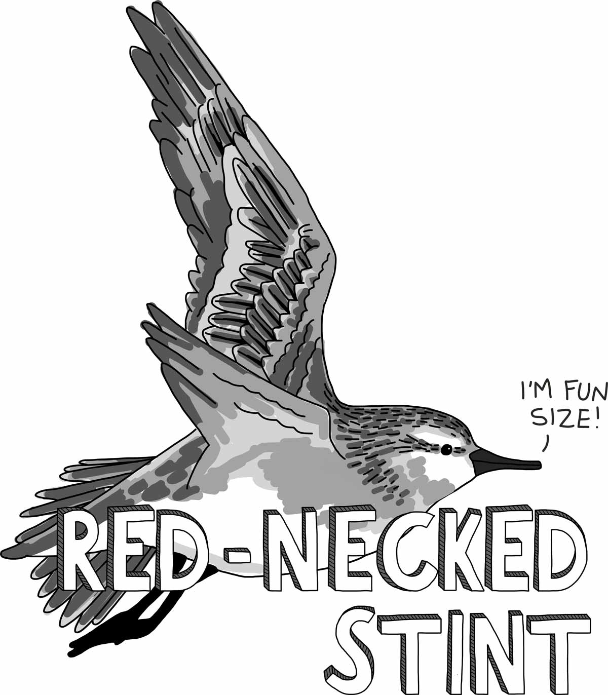 Cartoon of a red-necked stint in flight