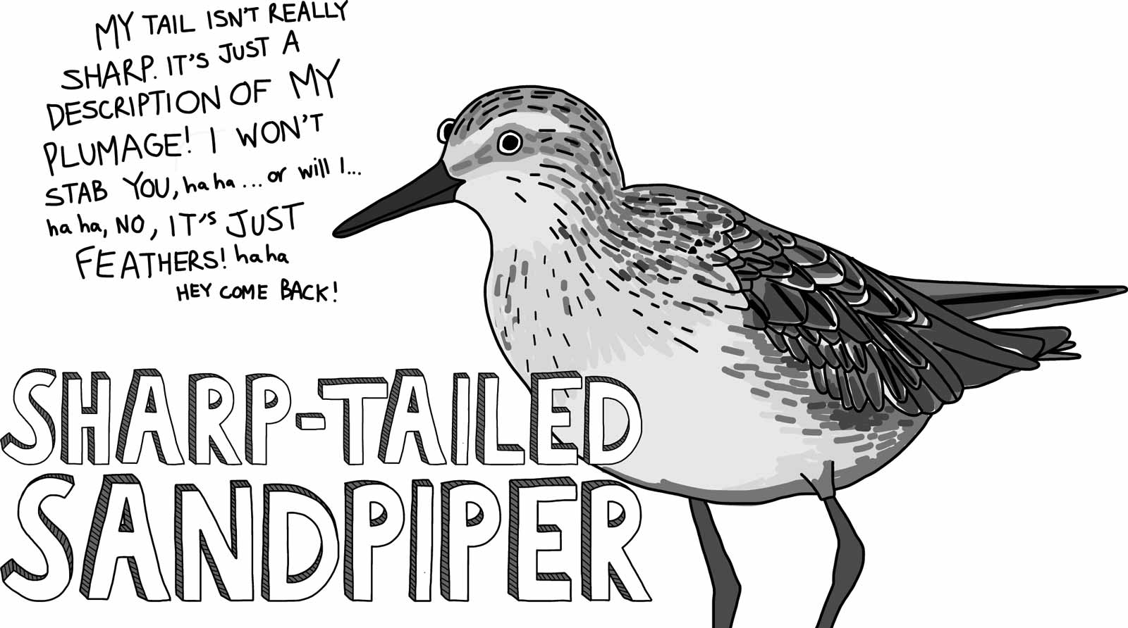 Cartoon of a sharp-tailed sandpiper