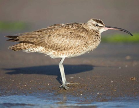 Whimbrel standing on the beach