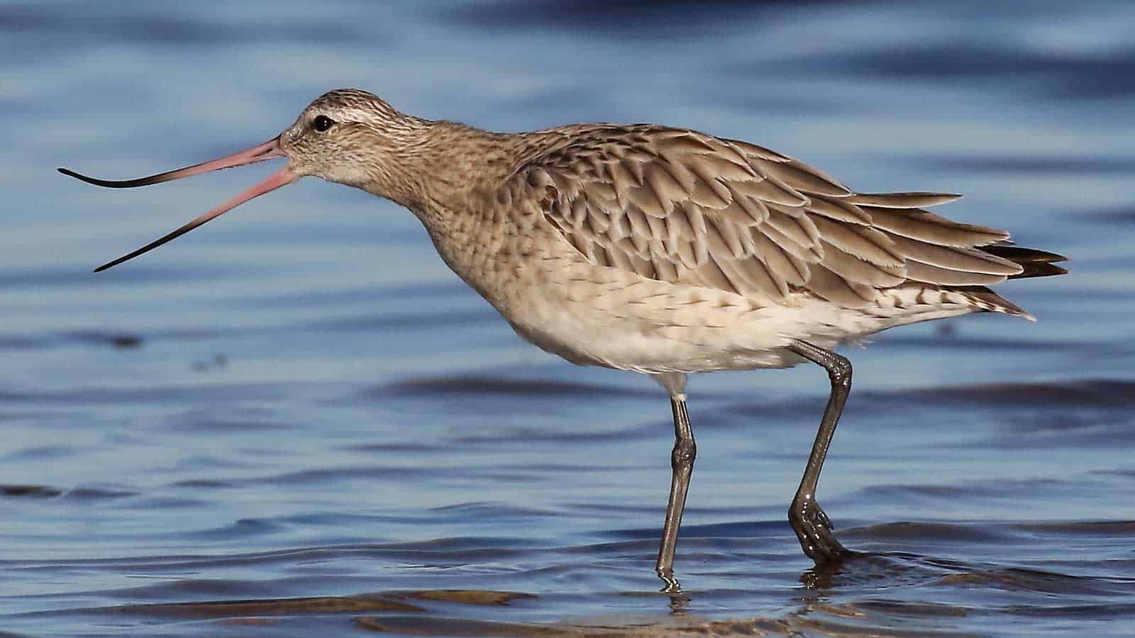 Bar-tailed godwit standing in shallow water with its bill open.