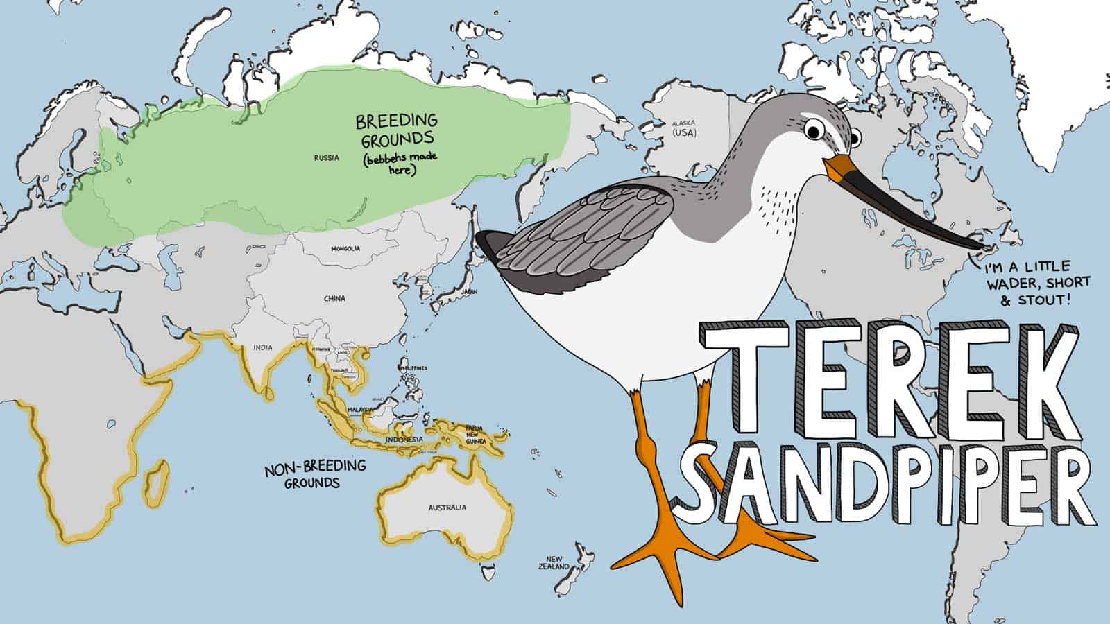 Cartoon distribution map for the Terek Sandpiper