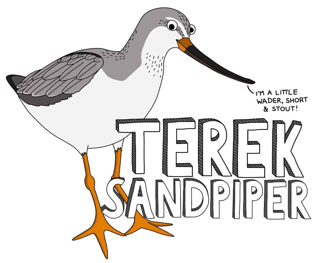 Cartoon of a Terek Sandpiper